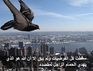 كلام عن الحمام والسلام