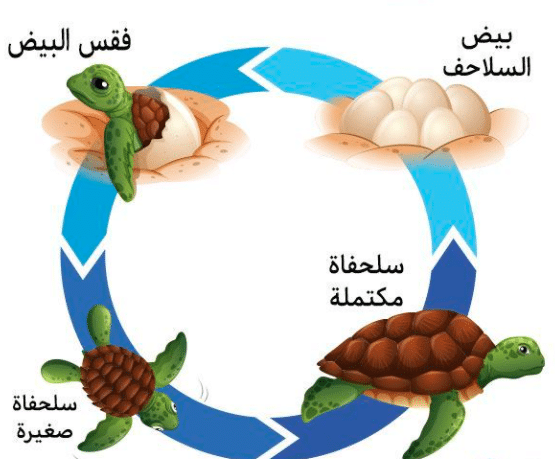 مطوية عن دورة حياة الحيوانات 1