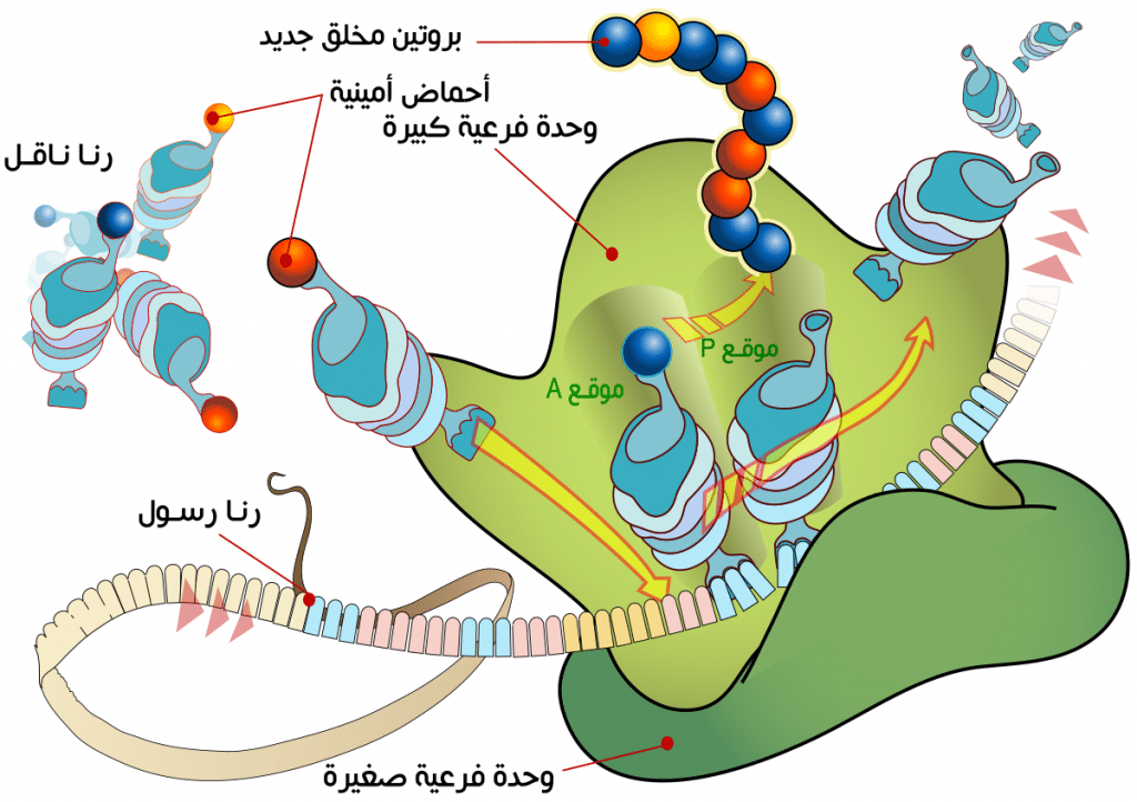 ملخص تركيب البروتين