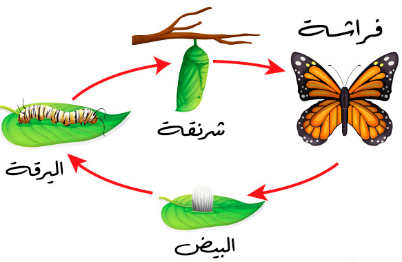 مطوية عن دورة حياة الحيوانات 2