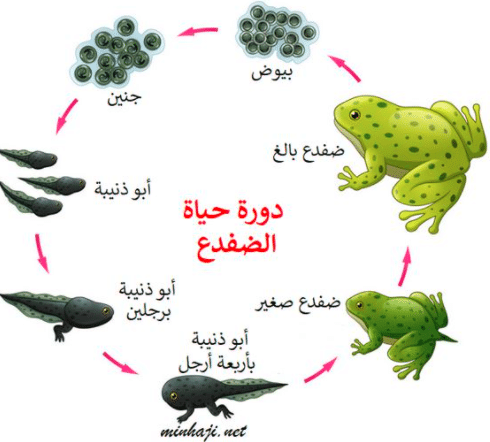 مطوية عن دورة حياة الضفدع 4