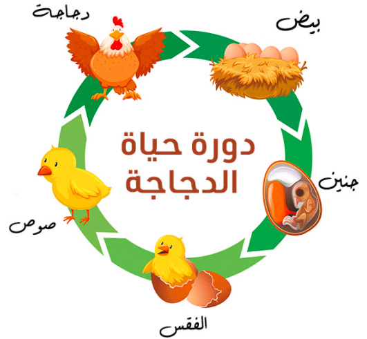 مطوية عن دورة حياة الحيوانات 3