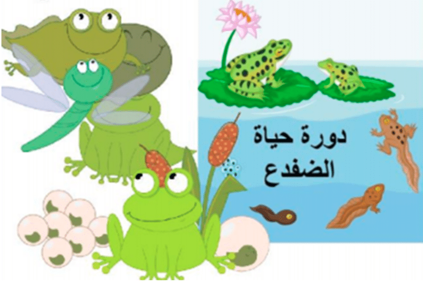 مطوية عن دورة حياة الضفدع 5