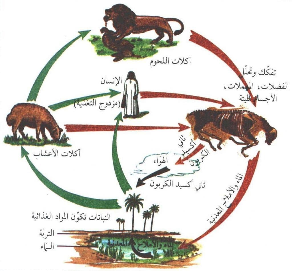 مطوية عن النظام البيئي والسلسلة الغذائية والشبكات الغذائية 1