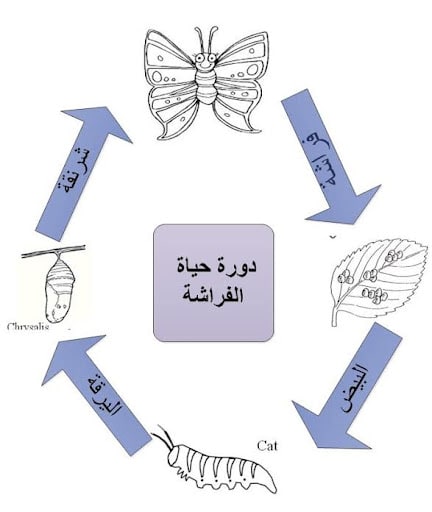 مطوية عن دورة حياة الفراشة 2