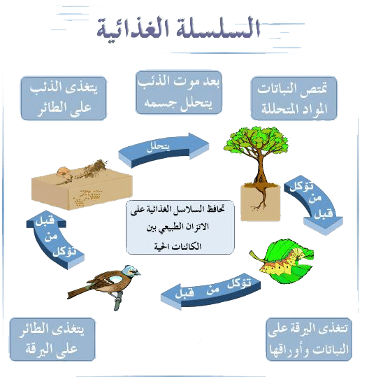 مطوية عن النظام البيئي والسلسلة الغذائية والشبكات الغذائية 2