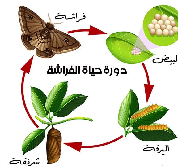 مطوية عن دورة حياة الفراشة 3