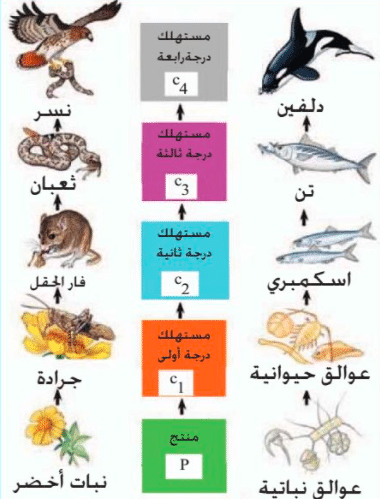 مطوية عن النظام البيئي والسلسلة الغذائية والشبكات الغذائية 3