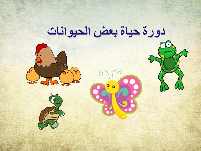 دورة حياة الحيوانات للاطفال