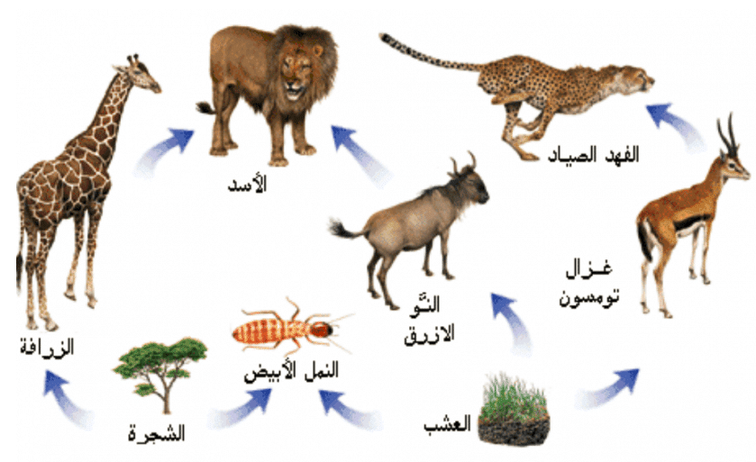 مطوية عن النظام البيئي والسلسلة الغذائية والشبكات الغذائية 4