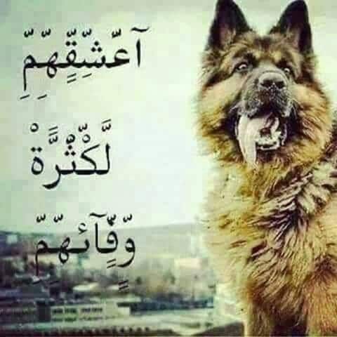 أقوال عبارات عن وفاء الكلاب