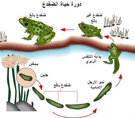 مطوية عن دورة حياة الضفدع 2
