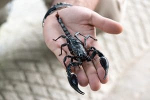 متى تظهر أعراض لدغة العقرب ،