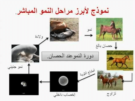 دورة حياة الحصان