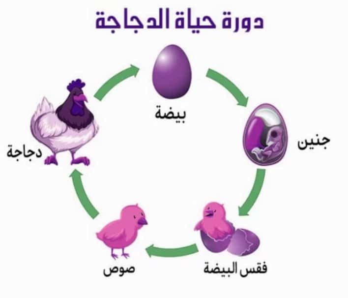 دورة حياة الدجاجة