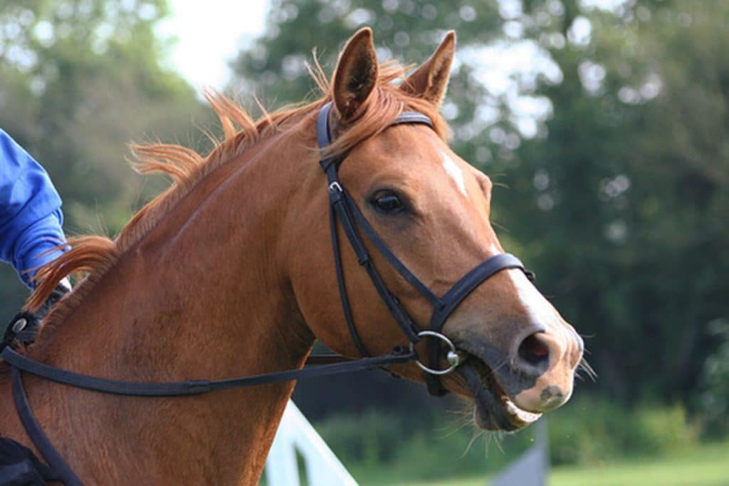 عبارات عن الخيل بالانجليزي