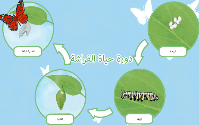 مطوية عن دورة حياة الفراشة 4