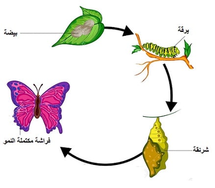 دورة حياة الفراشة