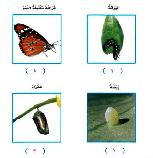 مطوية عن دورة حياة الفراشة 5