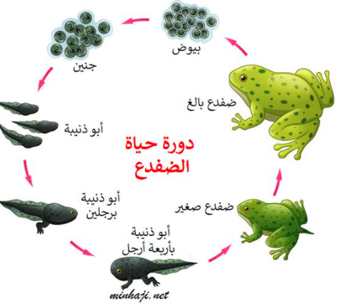 مطوية عن دورة حياة الضفدع 4