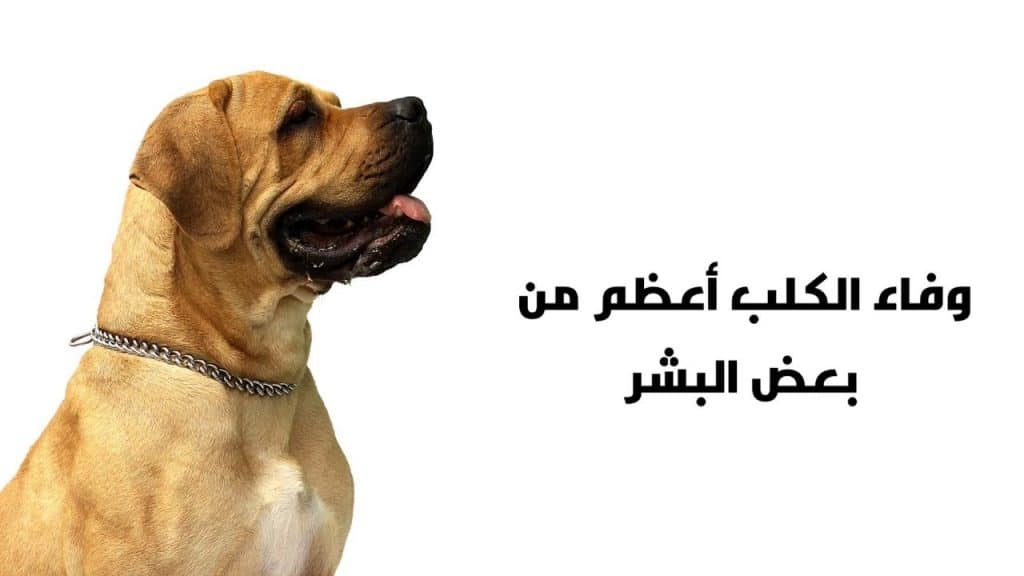 بعض البشر مثل الكلاب