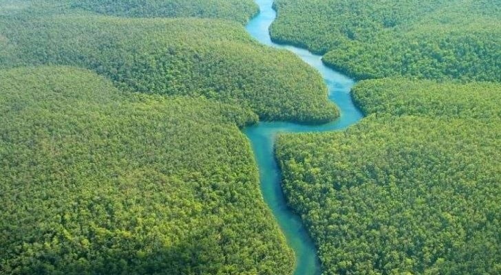 معلومات عن غابات الأمازون بالانجليزي