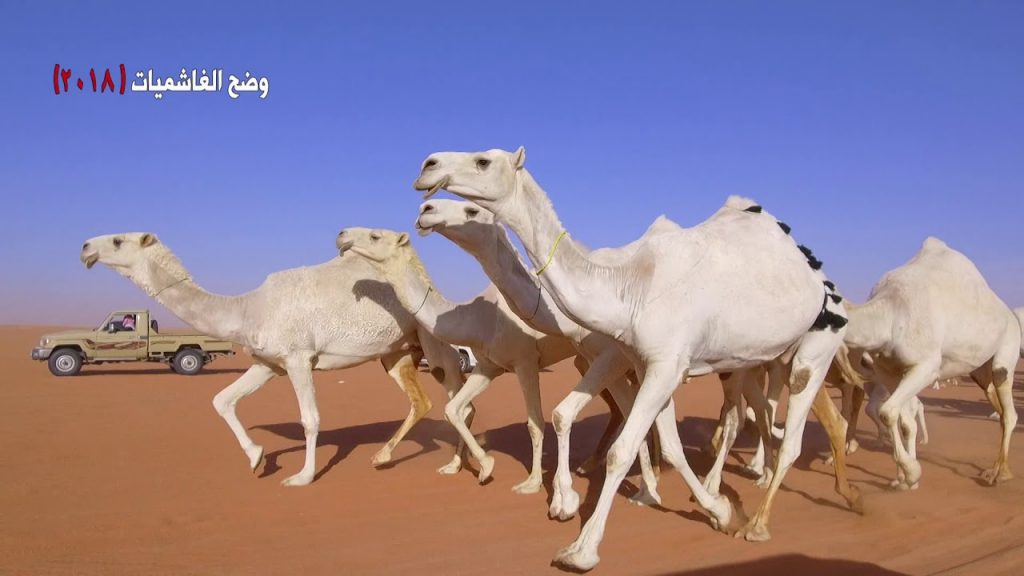 شعر عن الإبل الوضح
