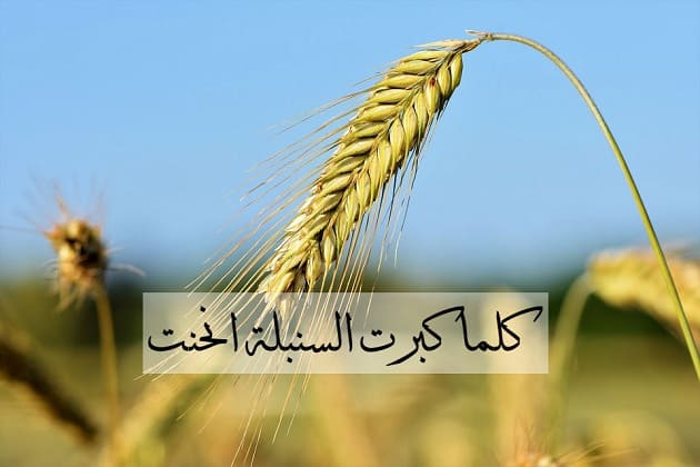 اجمل ما قيل عن التواضع