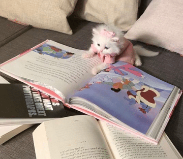 بوستات عن القطط3