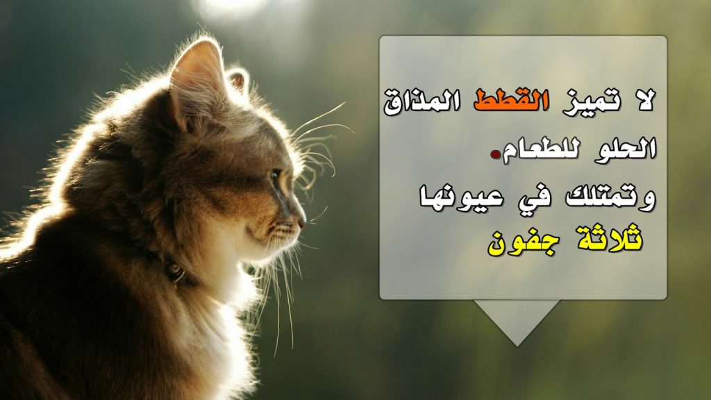 بوستات عن القطط2