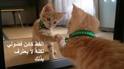 بوستات عن القطط1
