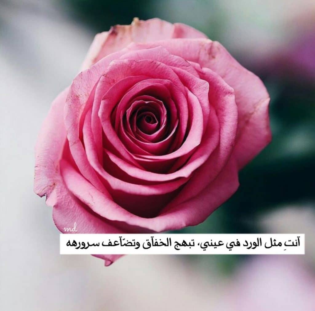 حالات عن الورد للواتس5