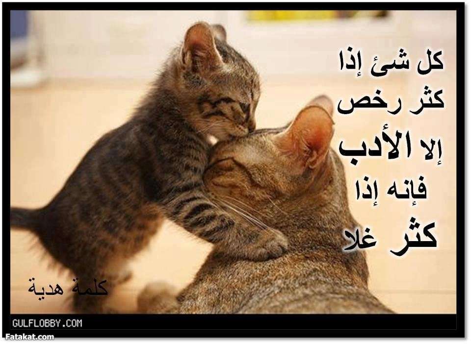 صوروعبارات عن الاحترام5