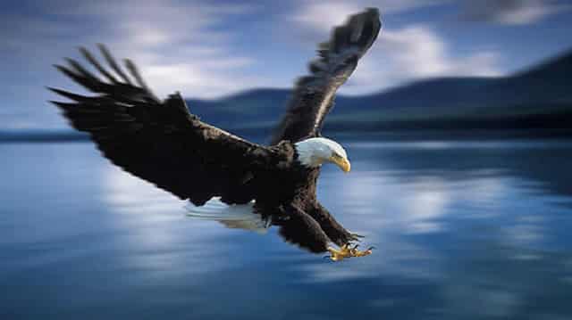 معلومات عن النسر مع الصور1