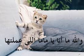 بوستات عن القطط5
