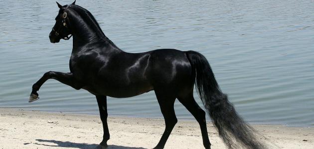 شعر بدوي عن الخيل الاصيل
