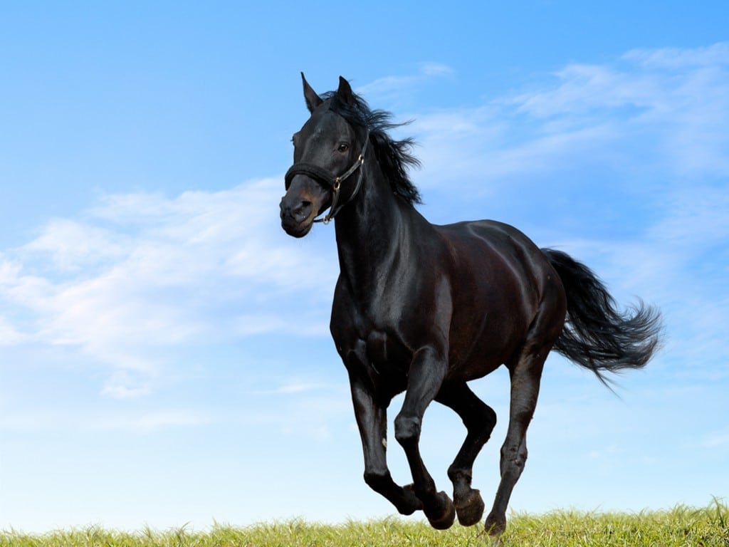 شعر عن الخيل الأسود