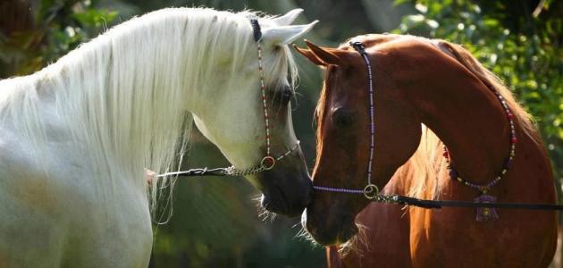 شعر في مدح الخيل تويتر