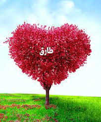 اسم طارق في قلب3
