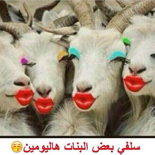 رسائل كوميدية للمخطوبين