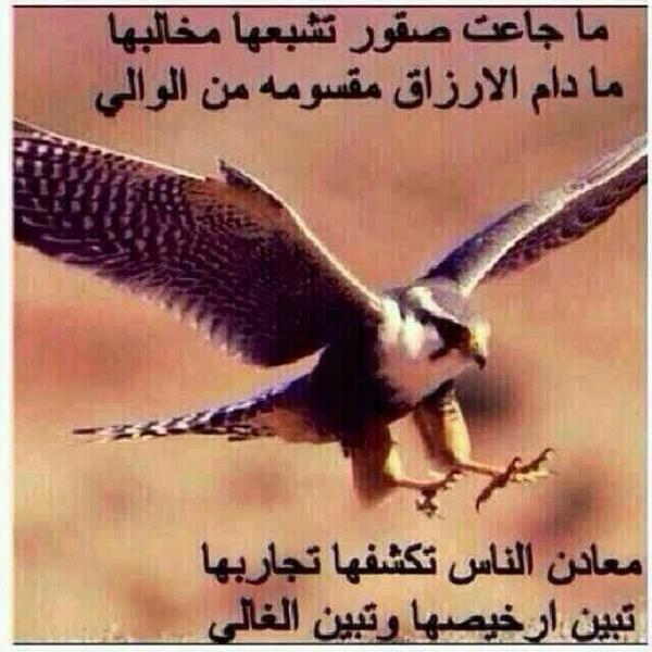 عبارات قويه عن الصقر تويتر 1