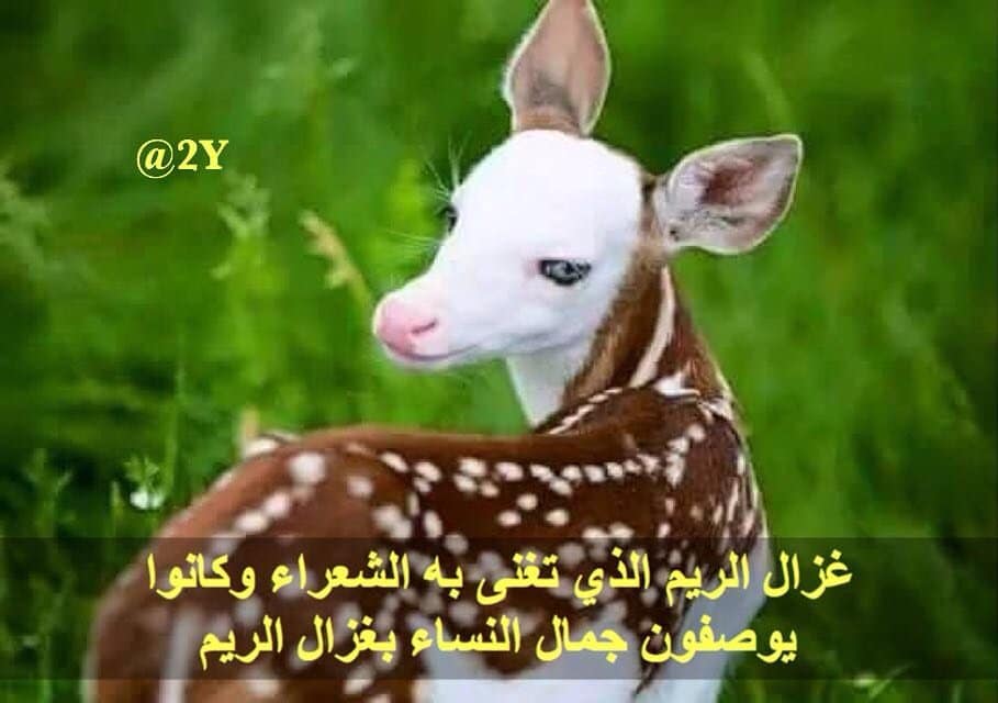 شعـر عن الظبي تويتر 1