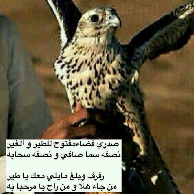 عبارات قويه عن الصقر تويتر 2