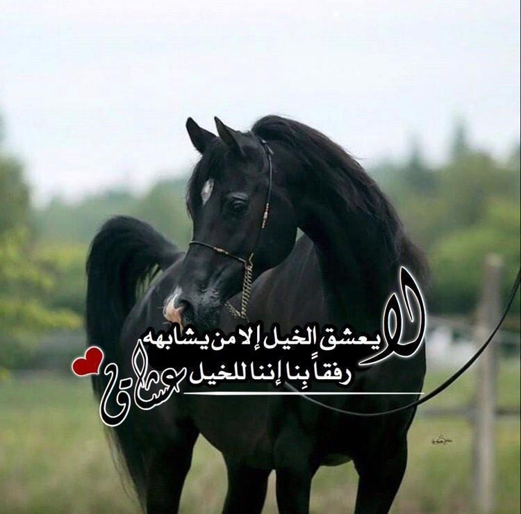 شعر في مدح الخيل تويتر 3