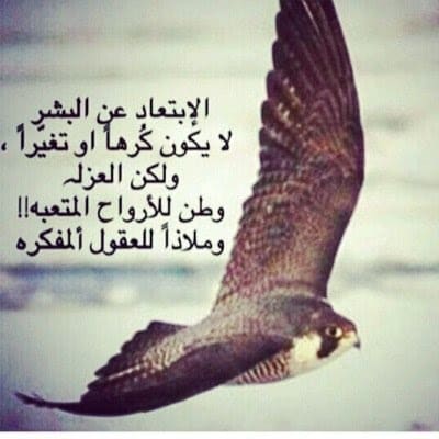 عبارات قويه عن الصقر تويتر 3