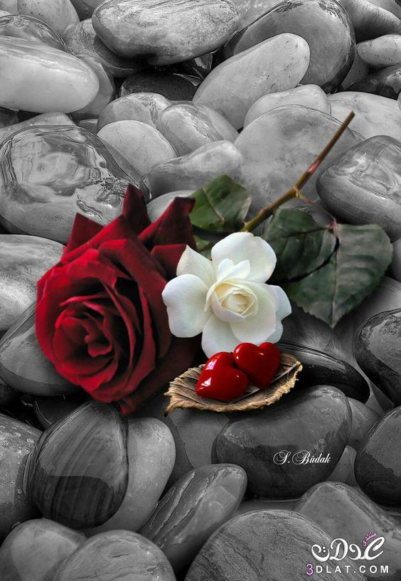 صورالحب والعشق 2022 4