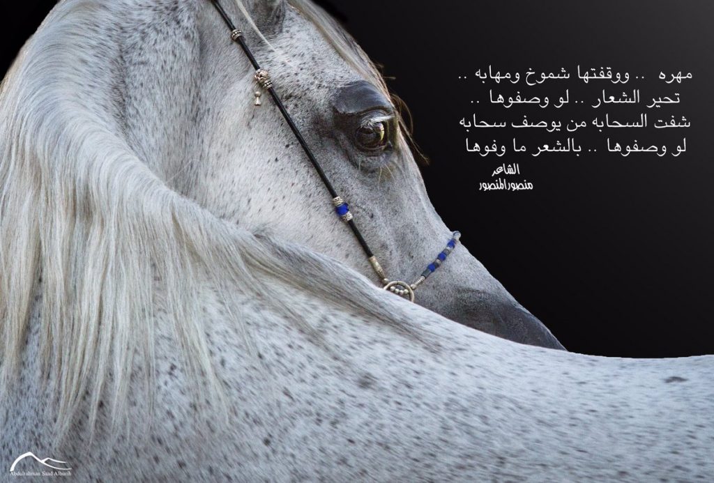 شعر في مدح الخيل تويتر 4