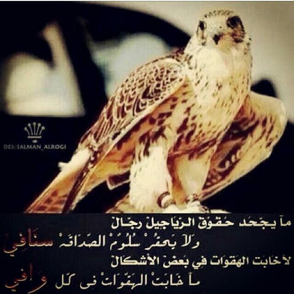 عبارات قويه عن الصقر تويتر 4