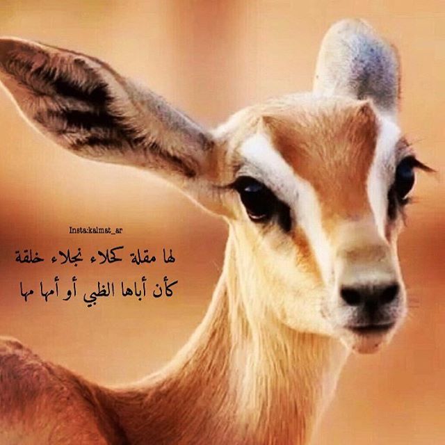 شعـر عن الظبي تويتر 3