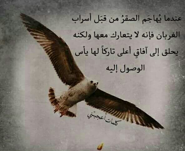 عبارات قويه عن الصقر تويتر 5
